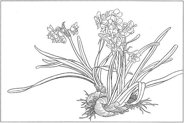 宋末白描水仙图片