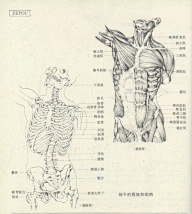 老妇女采集到人体结构