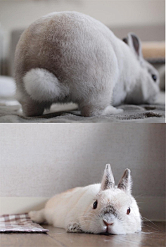 jody锺瑶采集到龙猫,鼠,兔