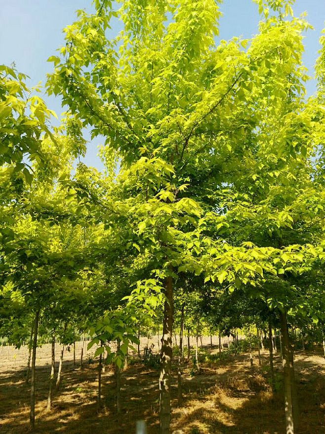 丛生金叶复叶槭图片图片