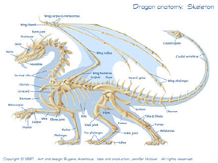 龙的身体结构图片
