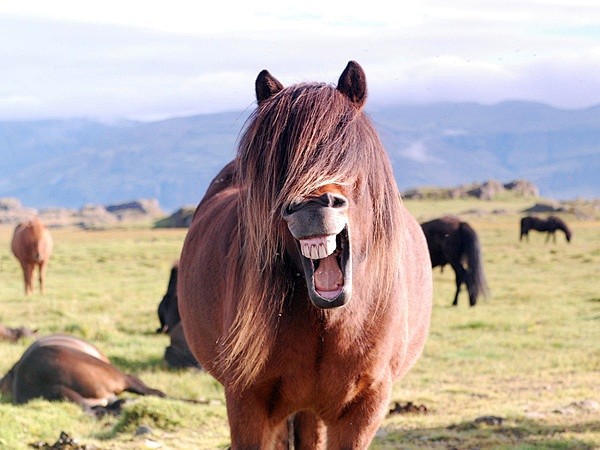 打哈欠冰岛马最有特色的貌似就是这个刘海了