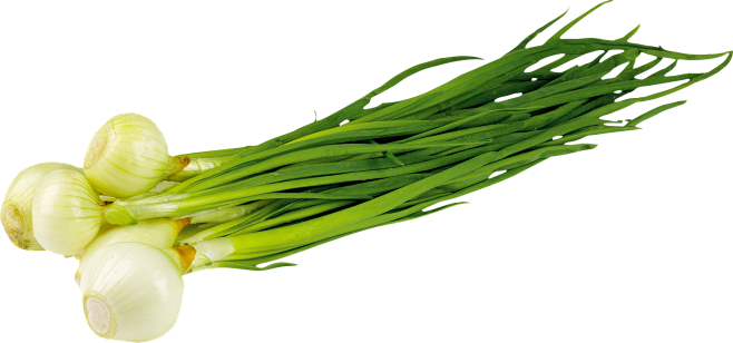 Leek PNG
