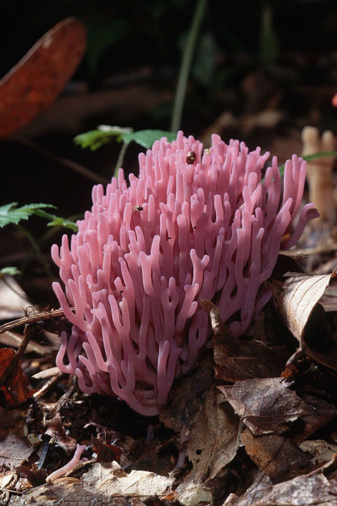 紫珊瑚菌 拉丁学名 Clavaria Purpurea Muell Fr 别名 紫豆芽菌 非褶菌目 珊瑚 菌科 多在夏秋季在松 云杉等针叶林地上或苔藓间成丛生长 此菌可食用 另外 形色别趣 引人注目 有认为又具观赏价值