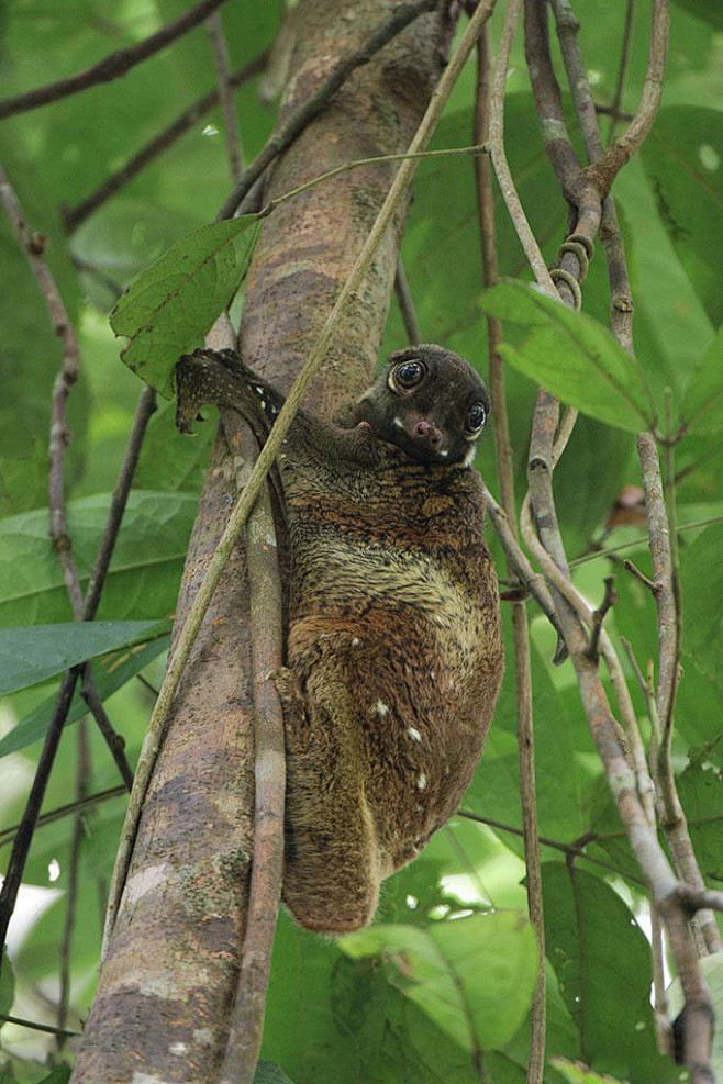 皮翼目鼯猴科马来西亚斑鼯猴