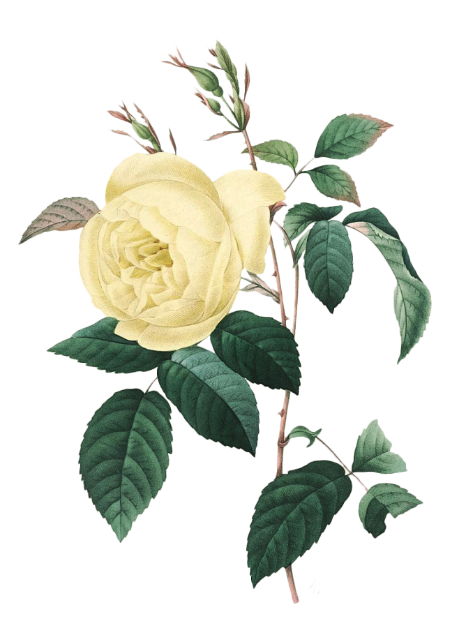 手绘花 玫瑰 粉色 花卉 花 白底 素材 手绘花插画 Png 免抠 透明素材