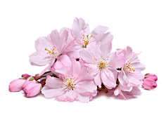 paddy_lee采集到那些花儿