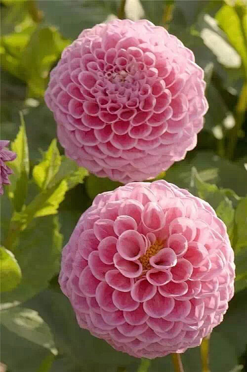 清新=淡雅采集到花朵
