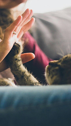 图饭sir采集到【动物~猫咪鹿手机壁纸】