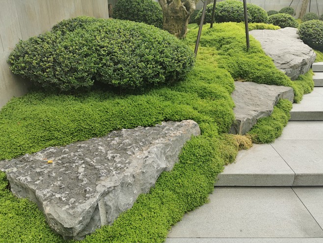 4 高差处翠云草