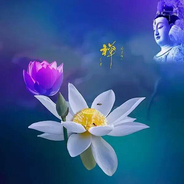清新=淡雅采集到花朵