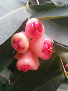 忘川漪涟采集到我拍摄的花花草草