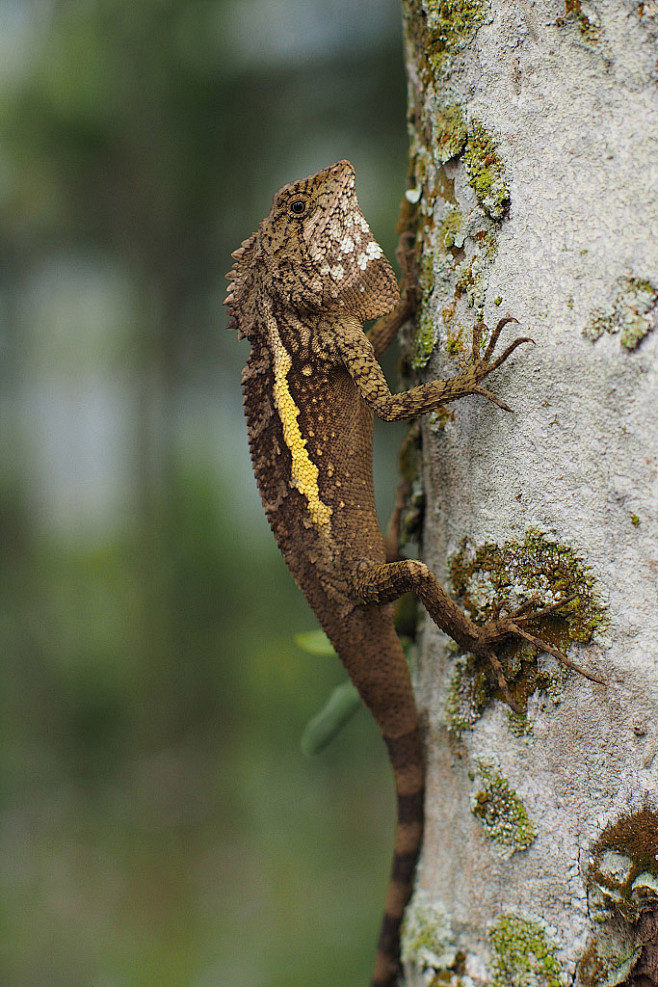 蜥蜴目美洲鬣蜥科安乐蜥属安乐蜥