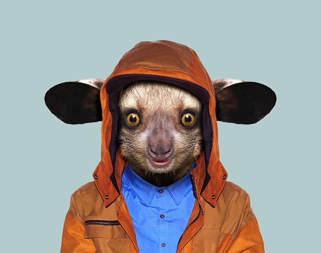 aye-aye - daubentoni.