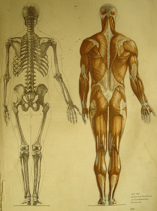 史上全最詳細的人體解構骨骼解刨
