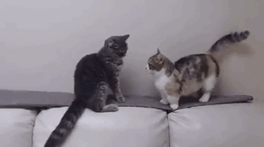 好一记摸头杀心疼小短腿