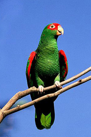 鹦形目鹦鹉科亚马逊鹦鹉属红眶亚马逊鹦哥