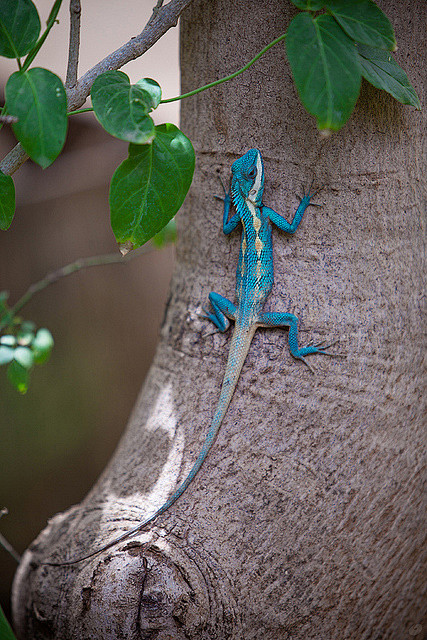 蜥蜴目避役科树蜥属白唇树蜥