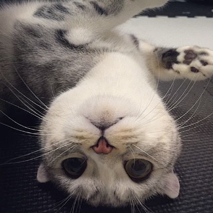 苏格兰折耳猫hana