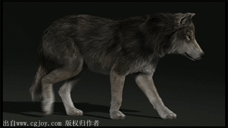 狼各种动作参考走跑跳嚎叫游戏动画论坛poweredbydiscuz