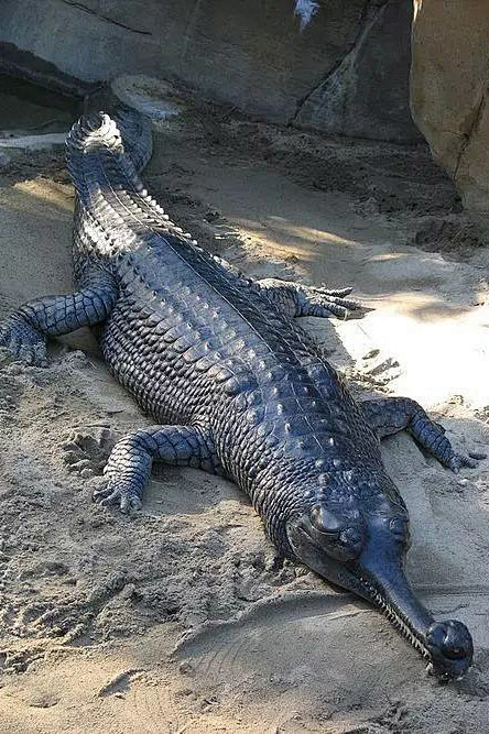 鳄目长吻鳄科长吻鳄