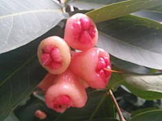 忘川漪涟采集到我拍摄的花花草草
