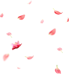 paddy_lee采集到那些花儿