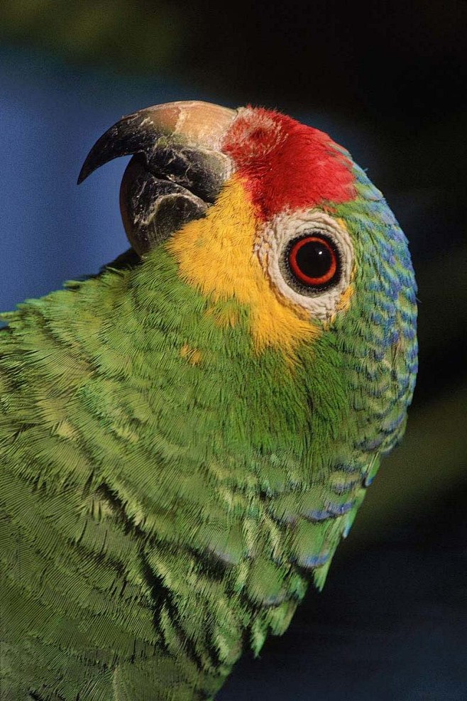 鹦形目鹦鹉科亚马逊鹦鹉属红额亚马逊鹦鹉