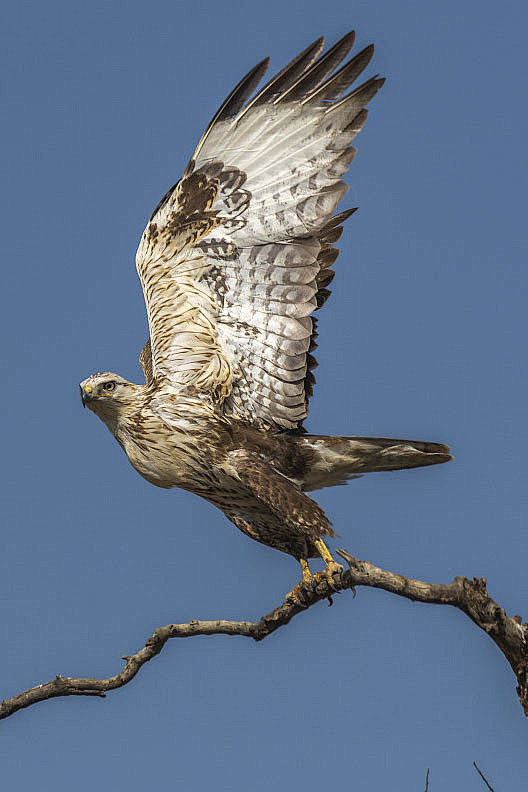 鹰形目鹰科鵟属棕尾鵟