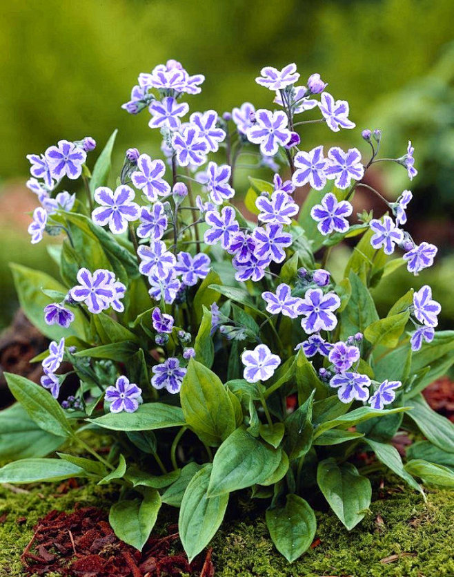 西亚琉璃草(omphalodes cap.