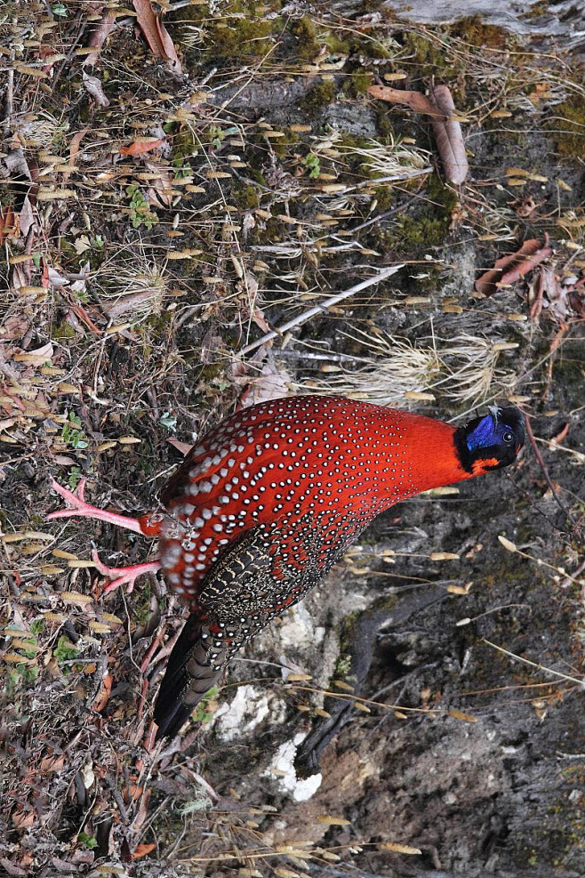 鸡形目雉科角雉属红胸角雉