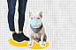 French bulldog in face mask social distancing with mixed media collage design space