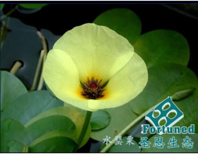 清新=淡雅采集到花朵