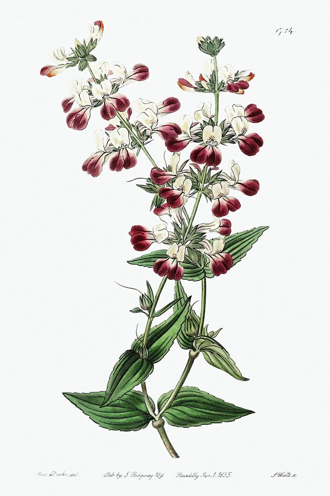 三喵从胭芷转采于2021-08-08 13:46:45植物七植物原画三喵该采集也在