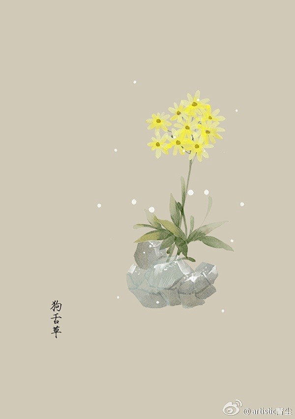 365天生日花 7月28日狗舌草 Common Groundsel 花语 繁殖