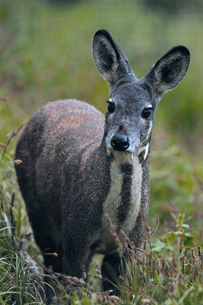 偶蹄目反刍亚目麝科林麝