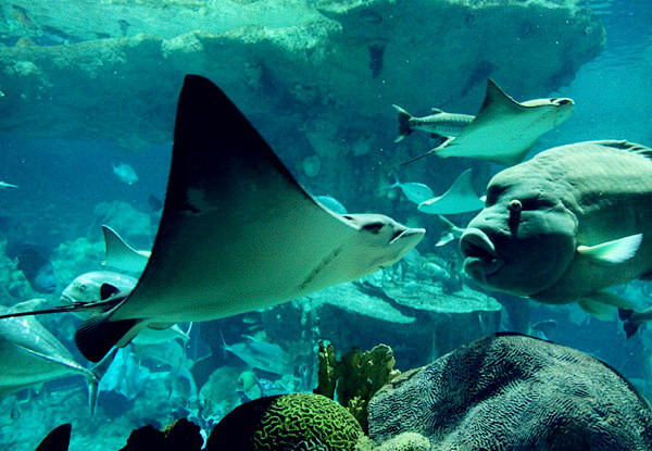 香港跟团游-香港自驾游-香港旅游报价-香港特价