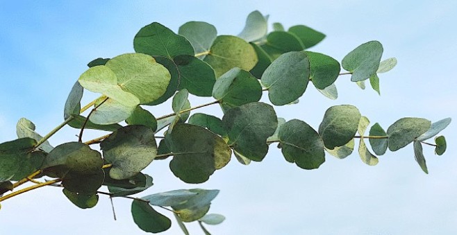 eucalyptusnewjpg680350