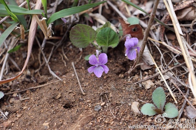 细距堇菜堇菜科堇菜属