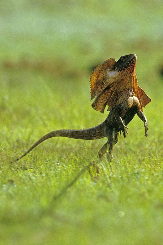 蜥蜴目鬣蜥科斗篷蜥属伞蜥