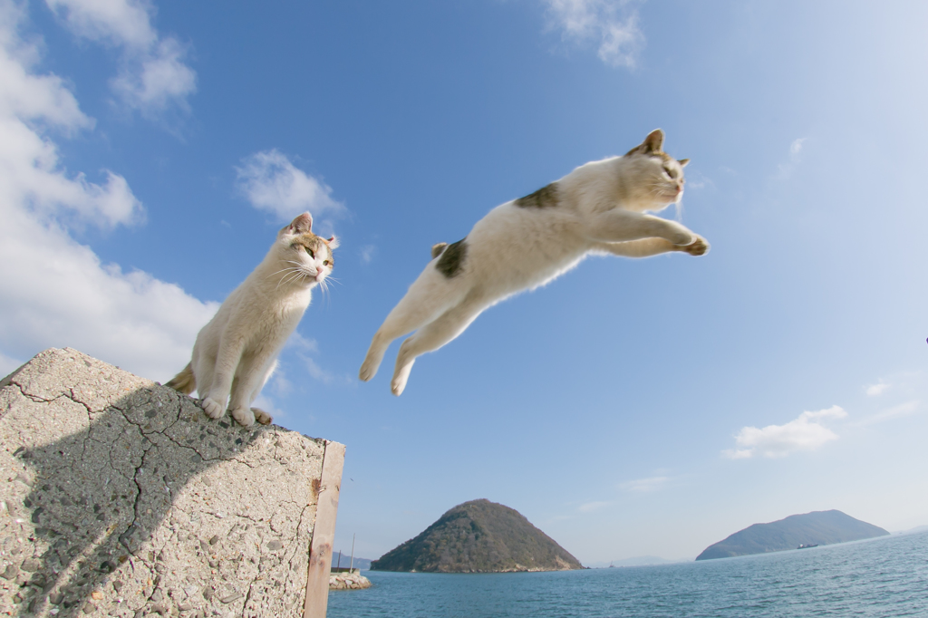 空と海と猫と