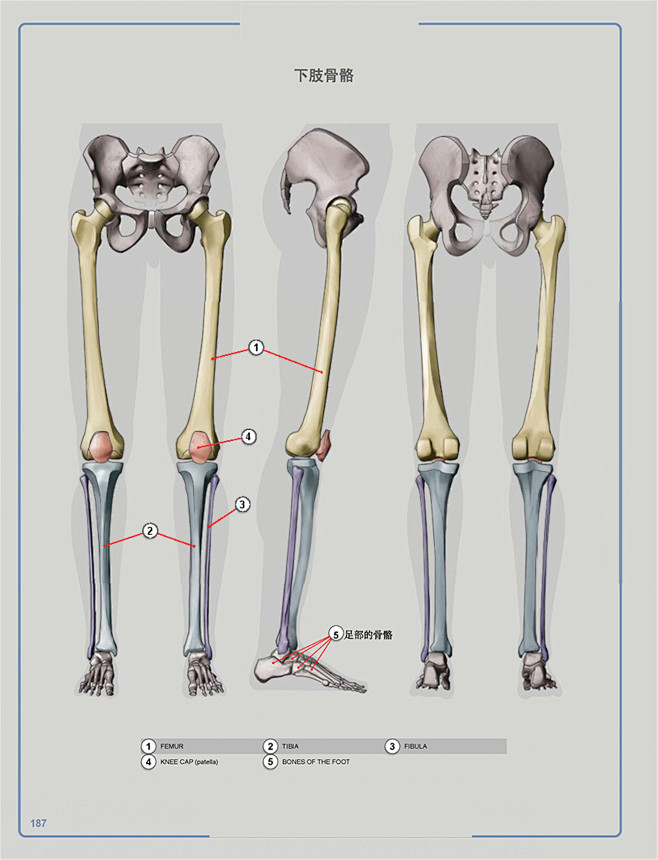 人体腿部骨骼结构图图片