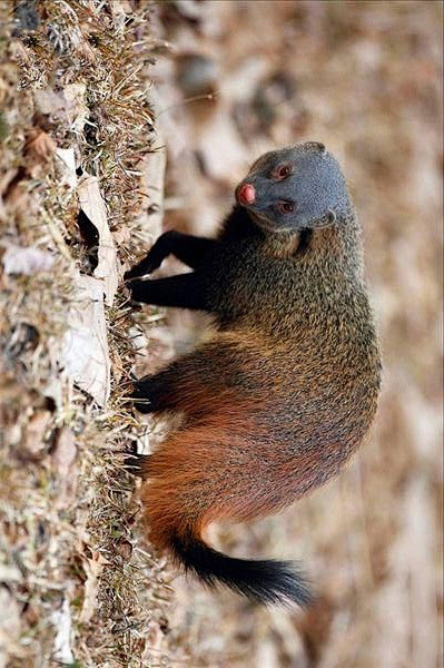 食肉目獴科纹颈獴