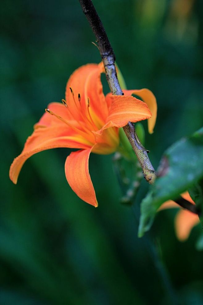 萱草花图片花语(萱草花图片 画法)