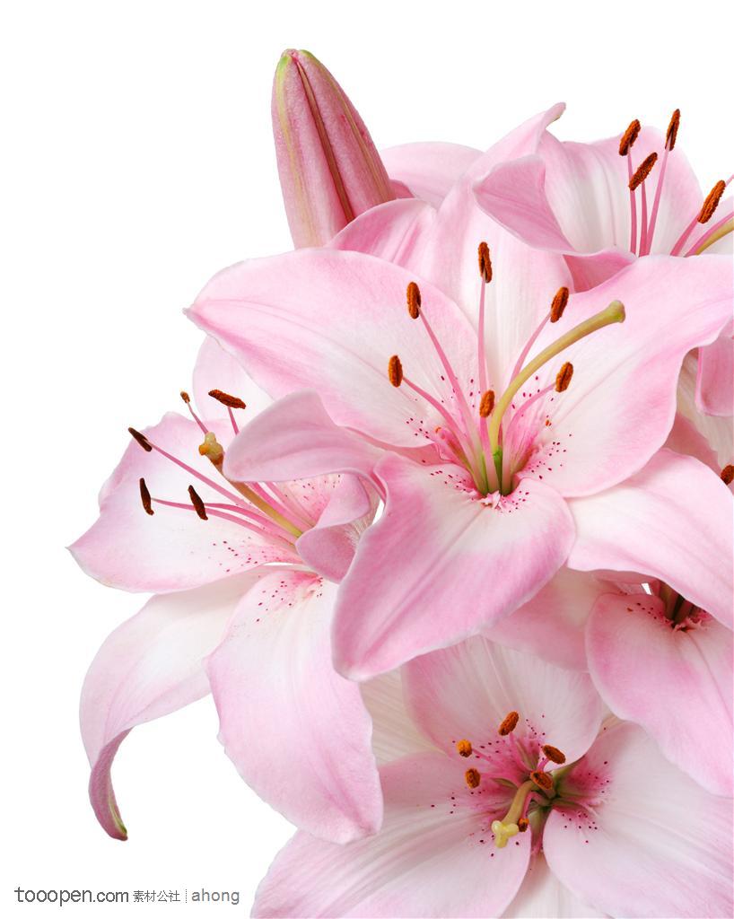 粉色百合花花朵高清图片