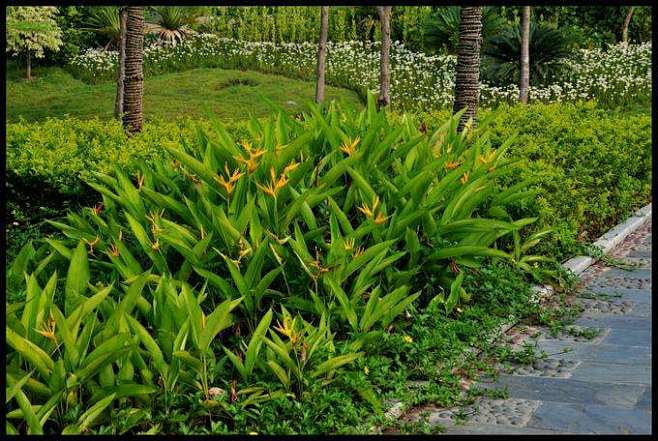 黄鹂鸟蕉--小天堂鸟