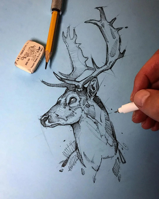 animalsketches
