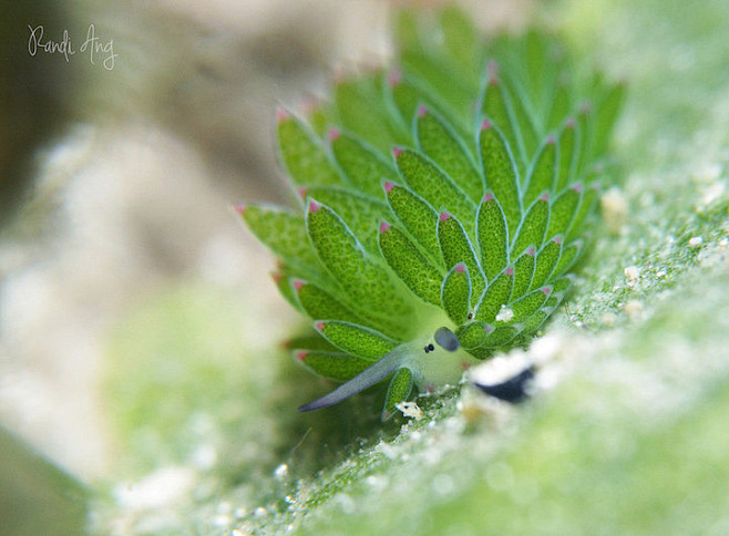 賣萌的海蛞蝓海蛞蝓又稱它為葉羊海兔這種可愛的海洋生物擁有明亮的