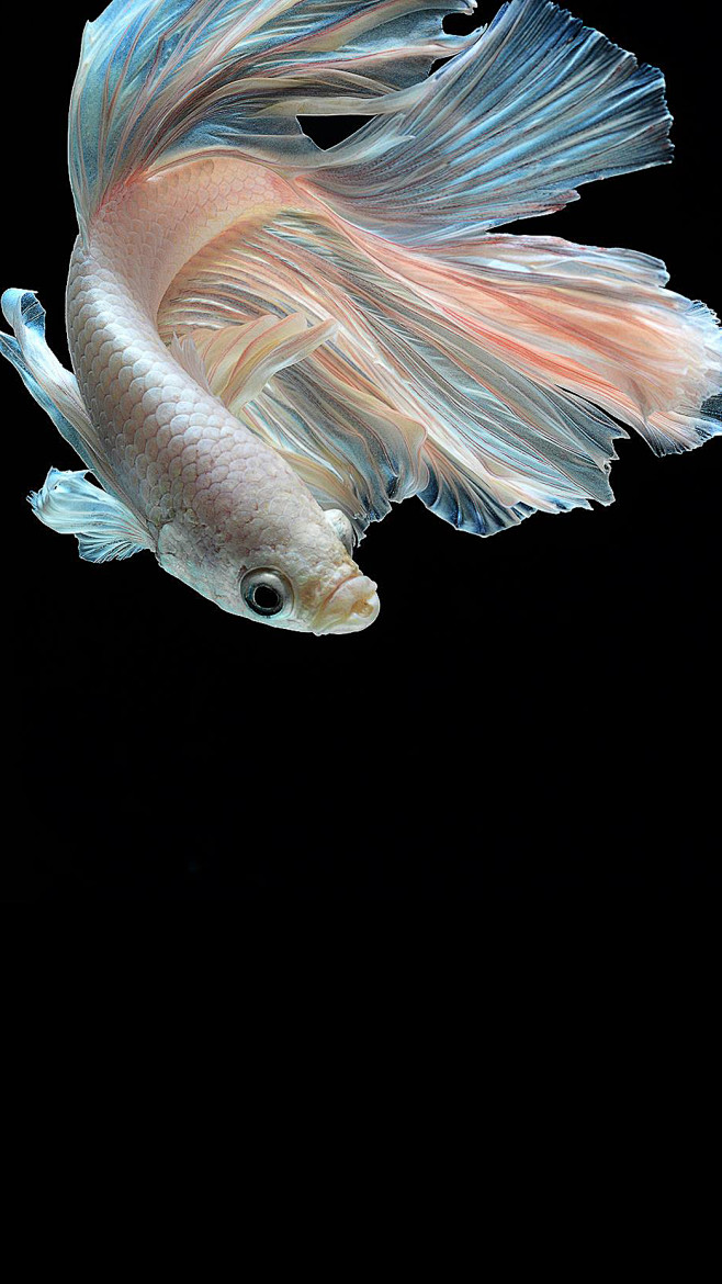 iphone6s斗鱼壁纸