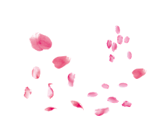吖迪_采集到花